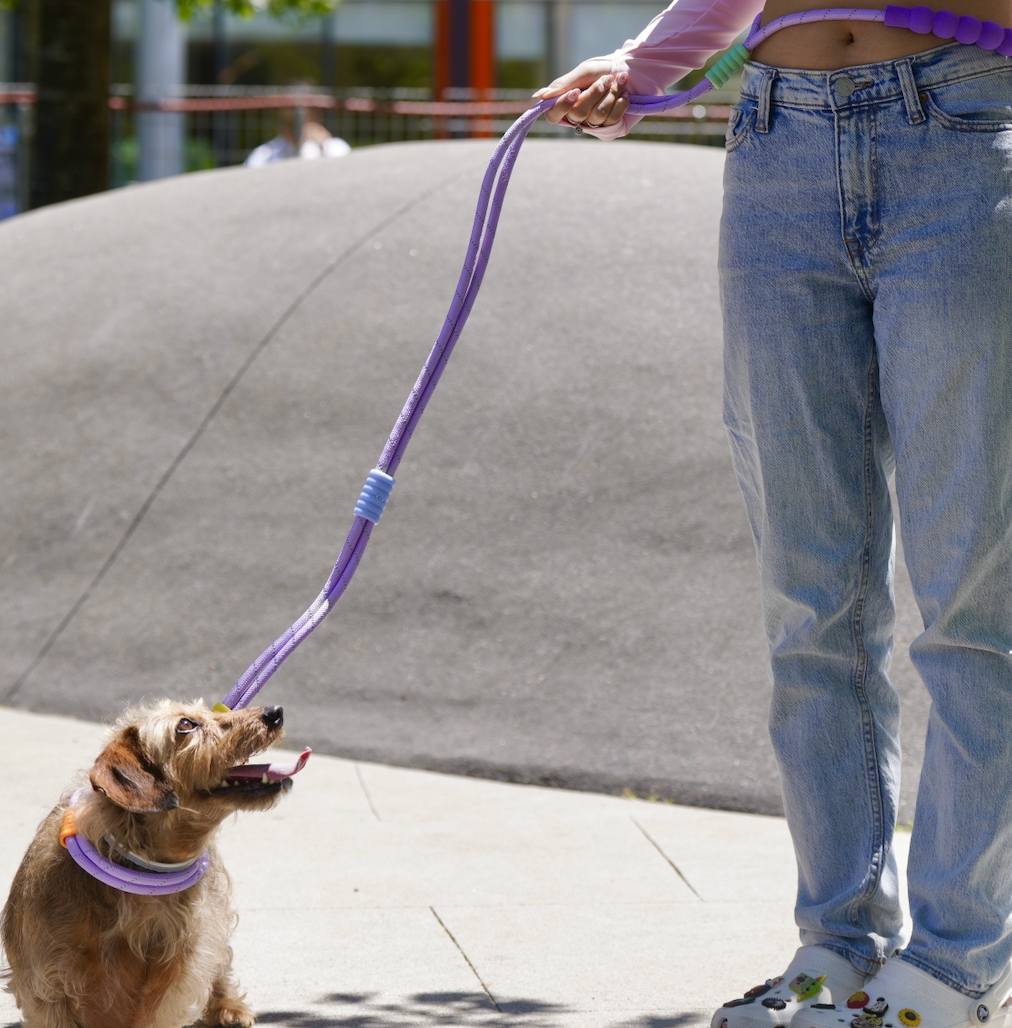 Heavy Duty Dog Collar & Leash Set with Comfort Padded Handle (Serene Purple)