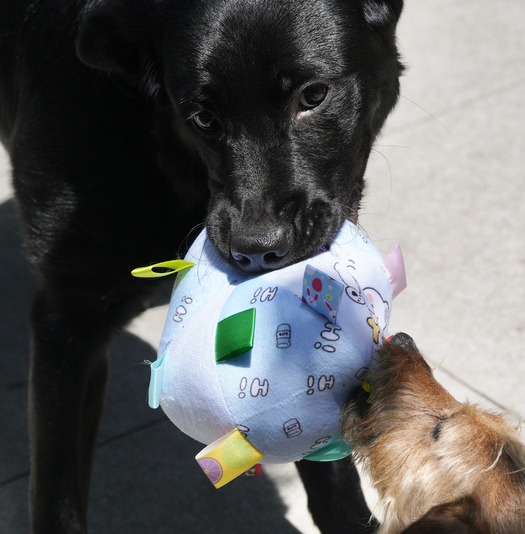 Blue Starry Bear Grab Tabs Ball Toy for Dogs