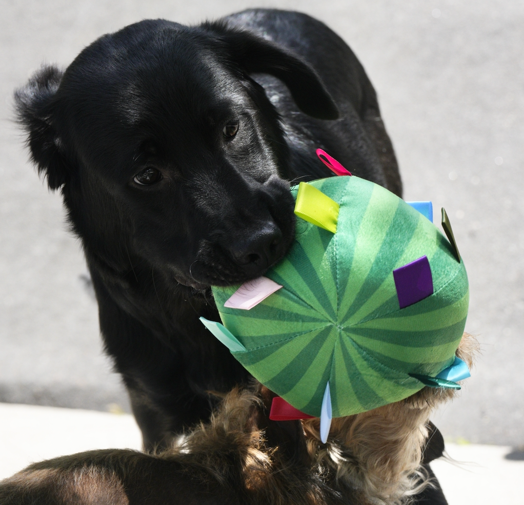 Watermelon Grab Tabs Ball Toy for Dogs