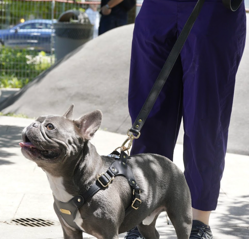 Medium Dog PU Leather Harness & Leash Set (Fits Chest 37-62cm)(Twinkle Black)