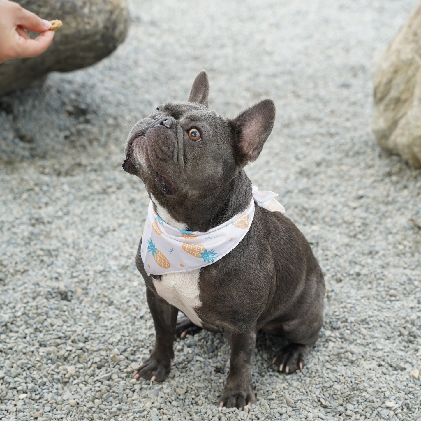 Fresh Fruit Dog Bandana(Pineapple)