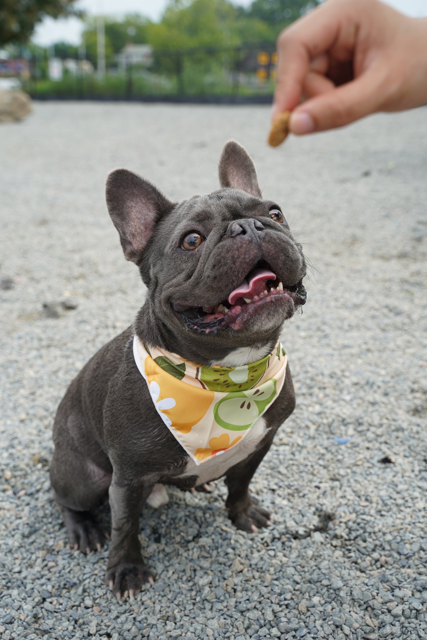 Fresh Fruit Dog Bandana(Kiwi)
