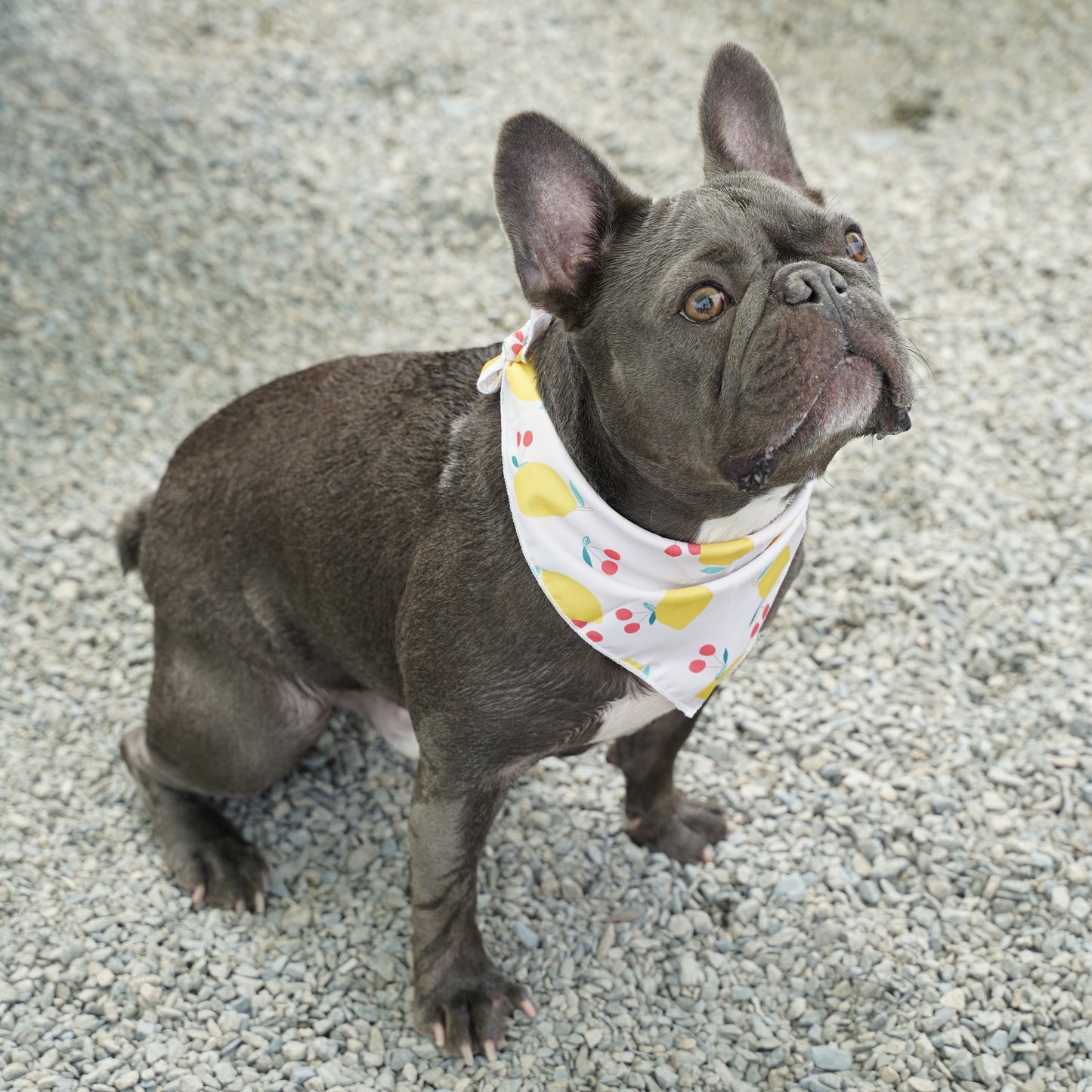 Fresh Fruit Dog Bandana(Lemon)