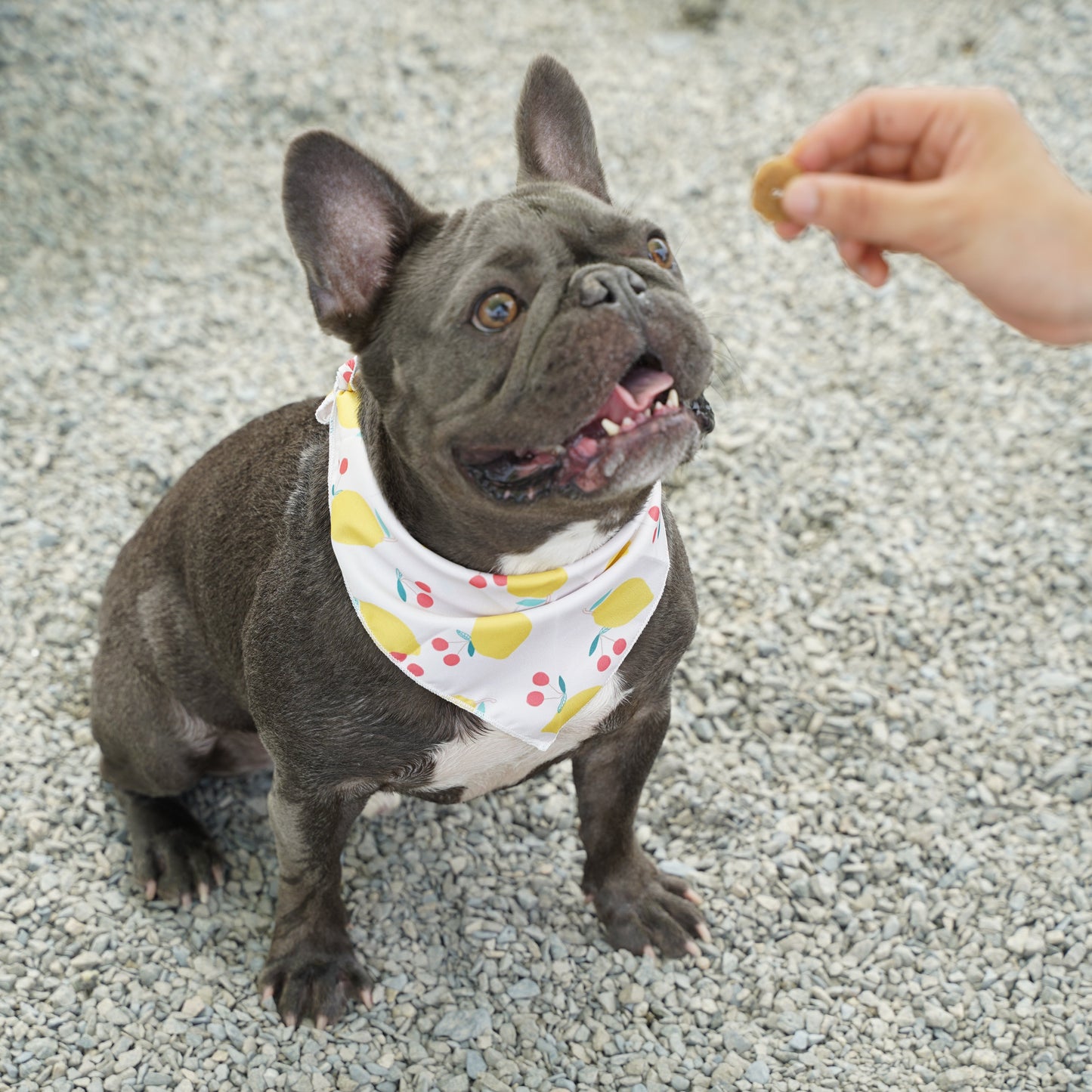Fresh Fruit Dog Bandana(Lemon)