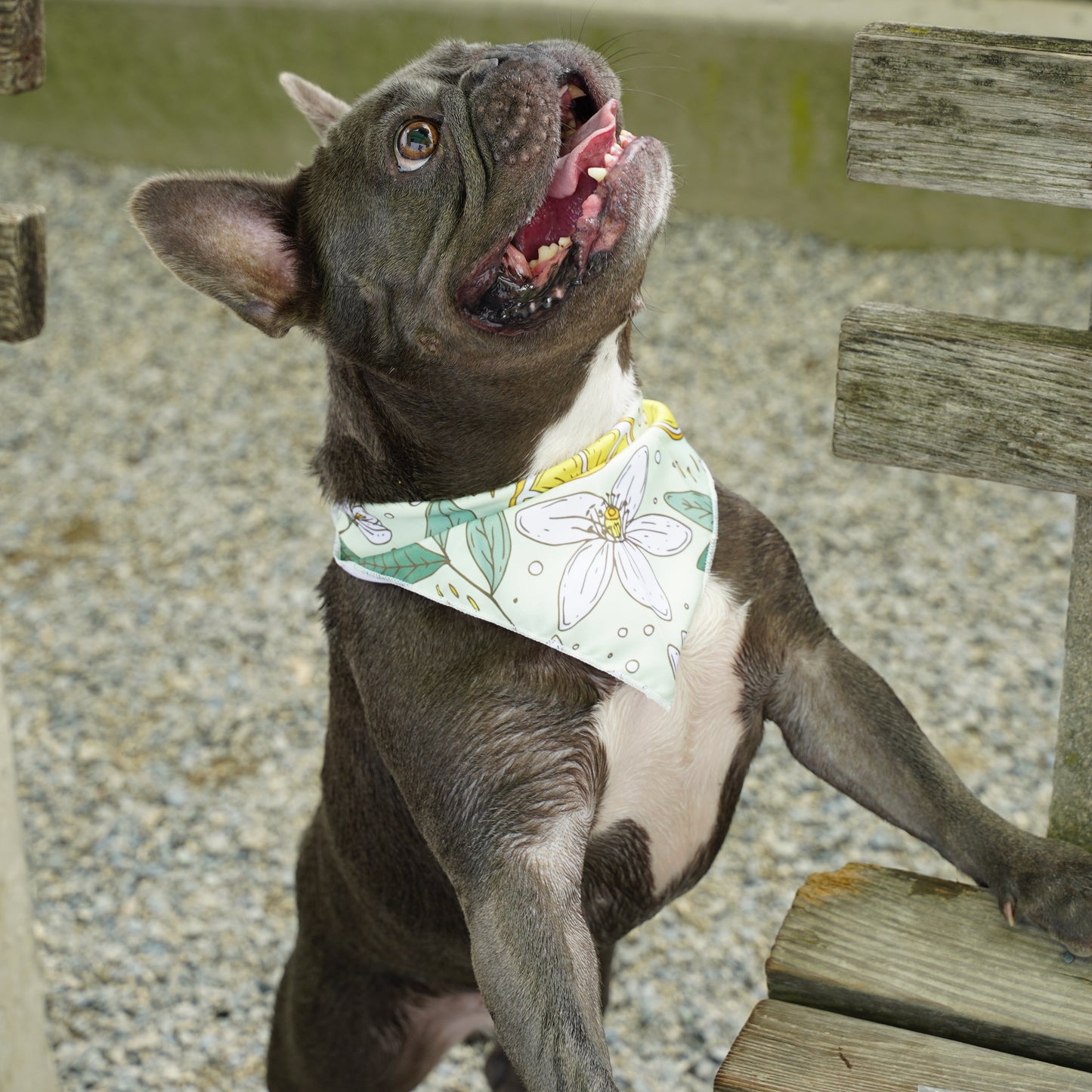 Fresh Fruit Dog Bandana(Lemon Flower)