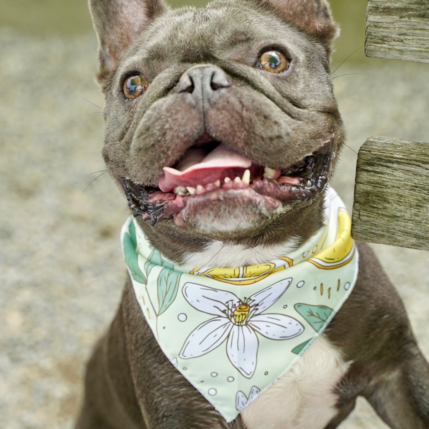 Fresh Fruit Dog Bandana(Lemon Flower)