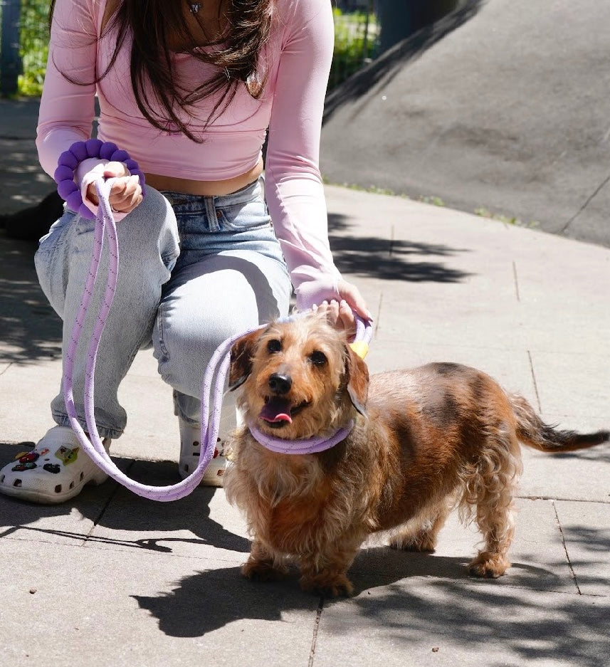 Heavy Duty Dog Collar & Leash Set with Comfort Padded Handle (Serene Purple)