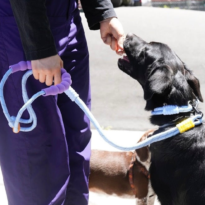 Heavy Duty Dog Collar & Leash Set with Comfort Padded Handle (Lake Blue)