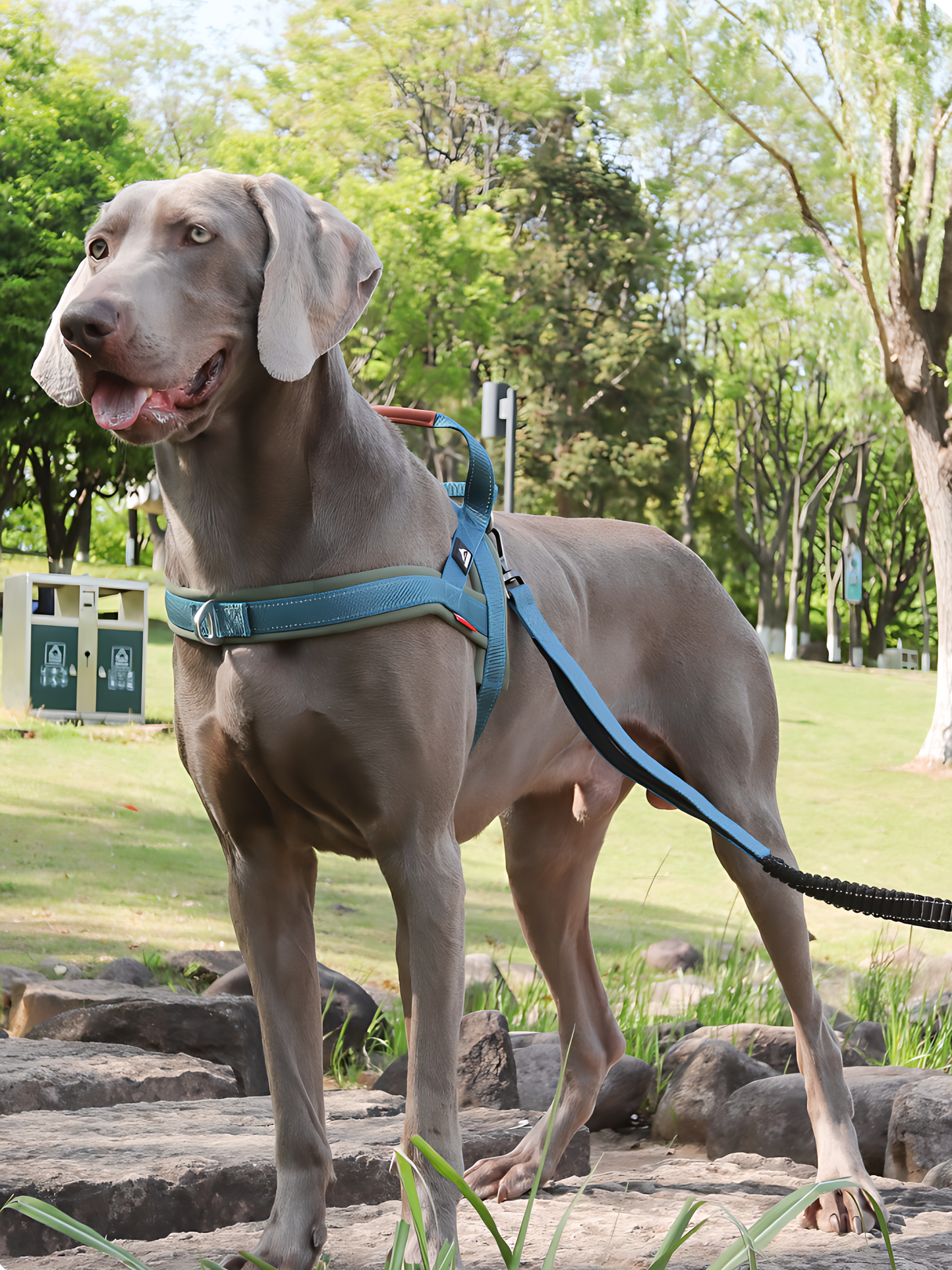 Heavy Duty Tactical Dog T-Harness for Medium & Large Dogs (Peacock Blue)