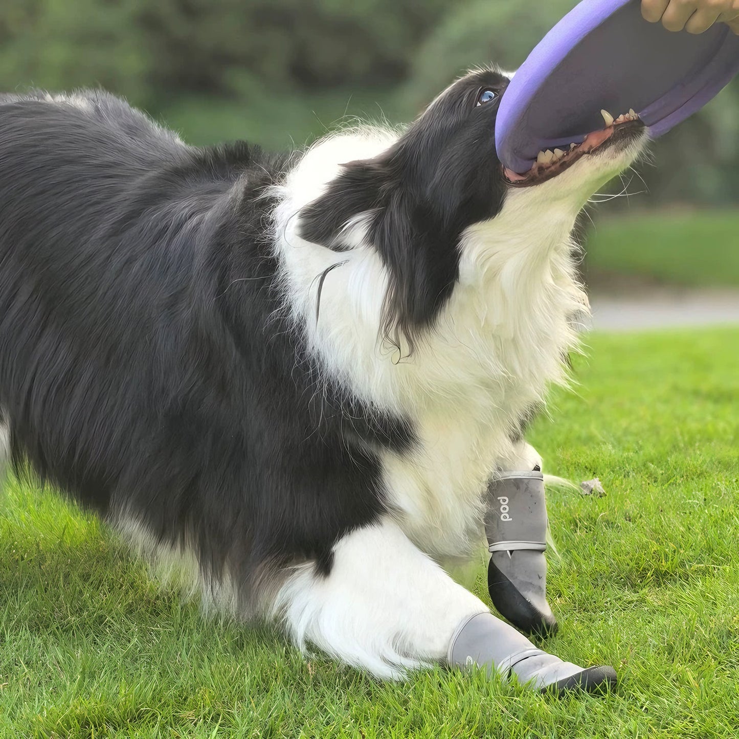 All-Weather Protective Dog Shoes — Waterproof, Slip-Resistant & Reflective(Ash Gray)