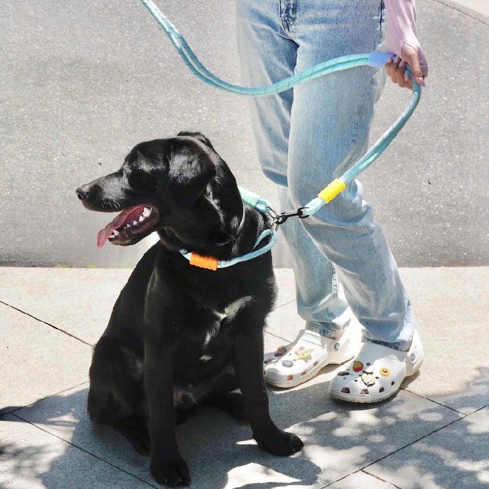 LEASHES