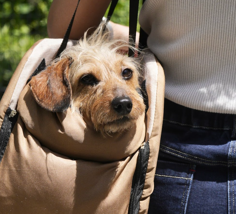 Small Dog Car Booster Seat with Thick Cushion(Khaki)
