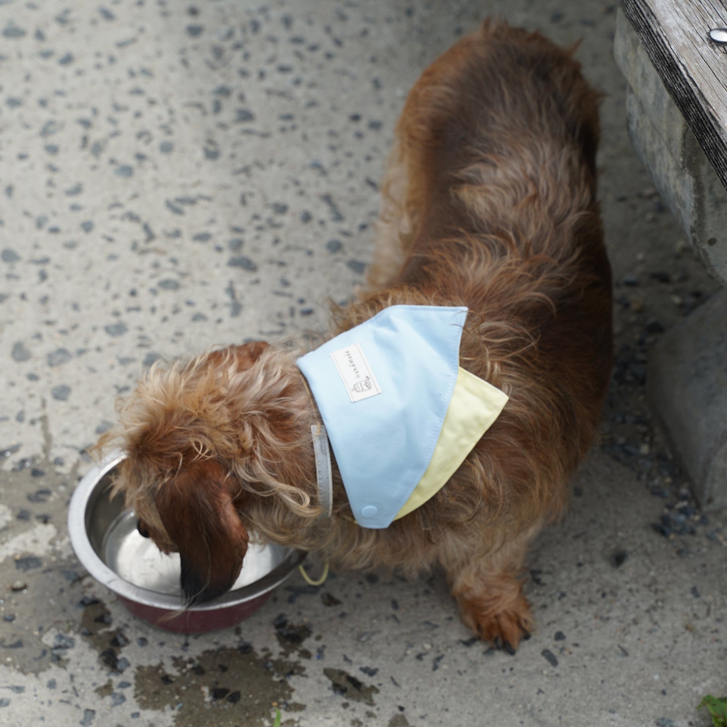 Macaron Dog Bandana(Light Blue)