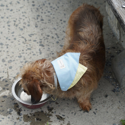 Macaron Dog Bandana(Light Blue)