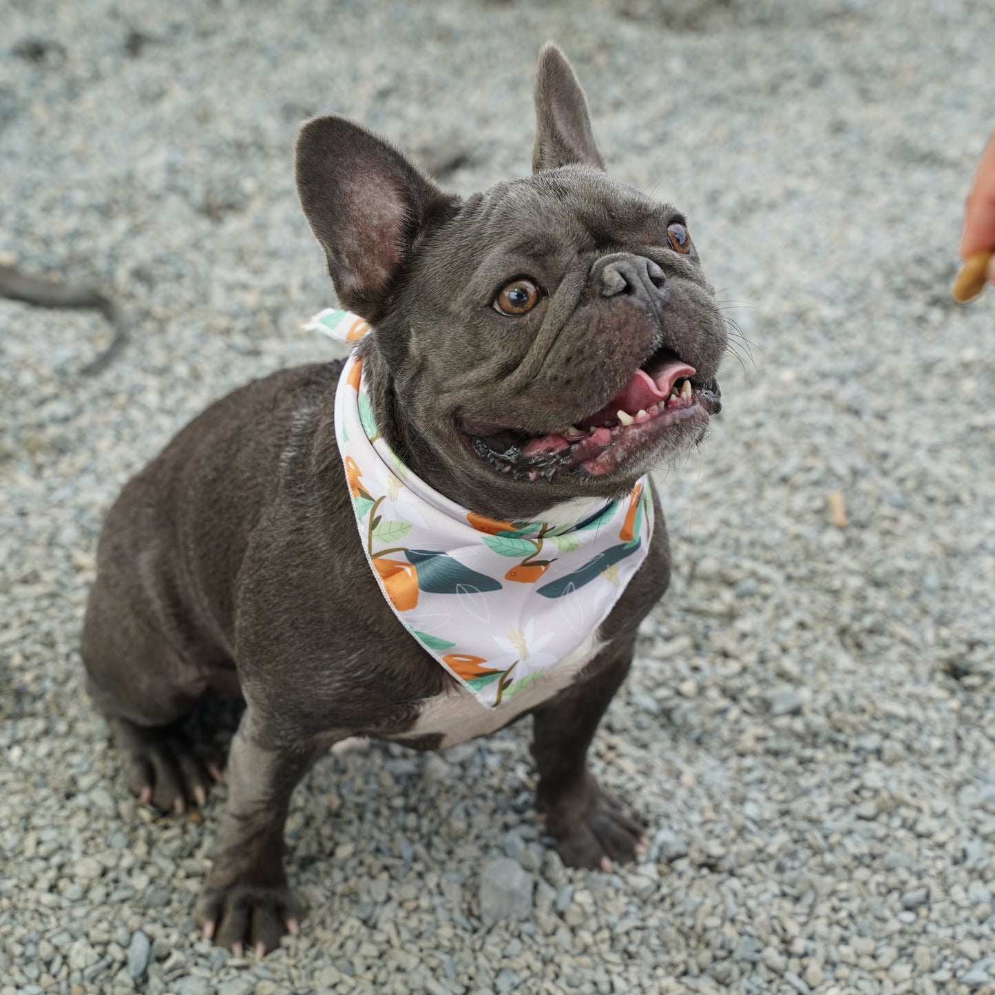 Fresh Fruit Dog Bandana(Orange)