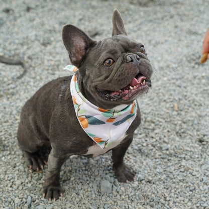 Fresh Fruit Dog Bandana(Orange)