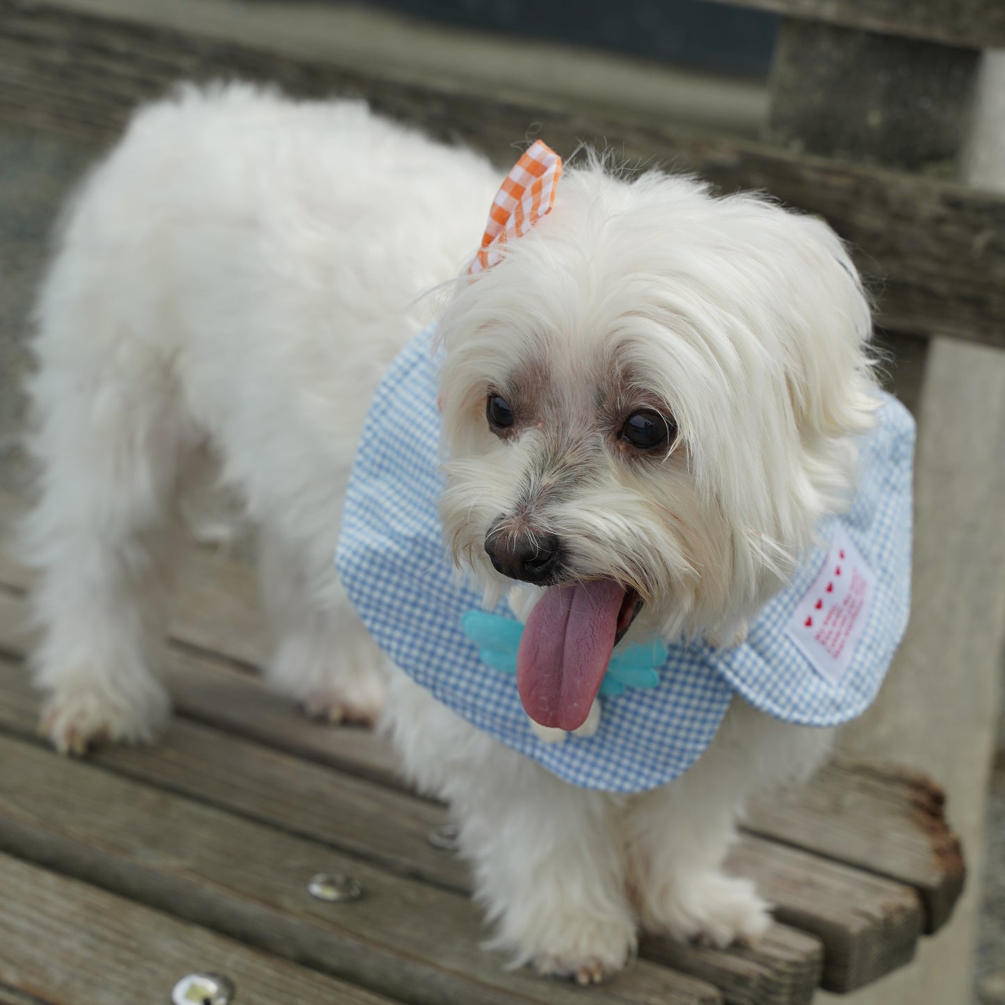 Plaid Dog Bandana(Light Blue)