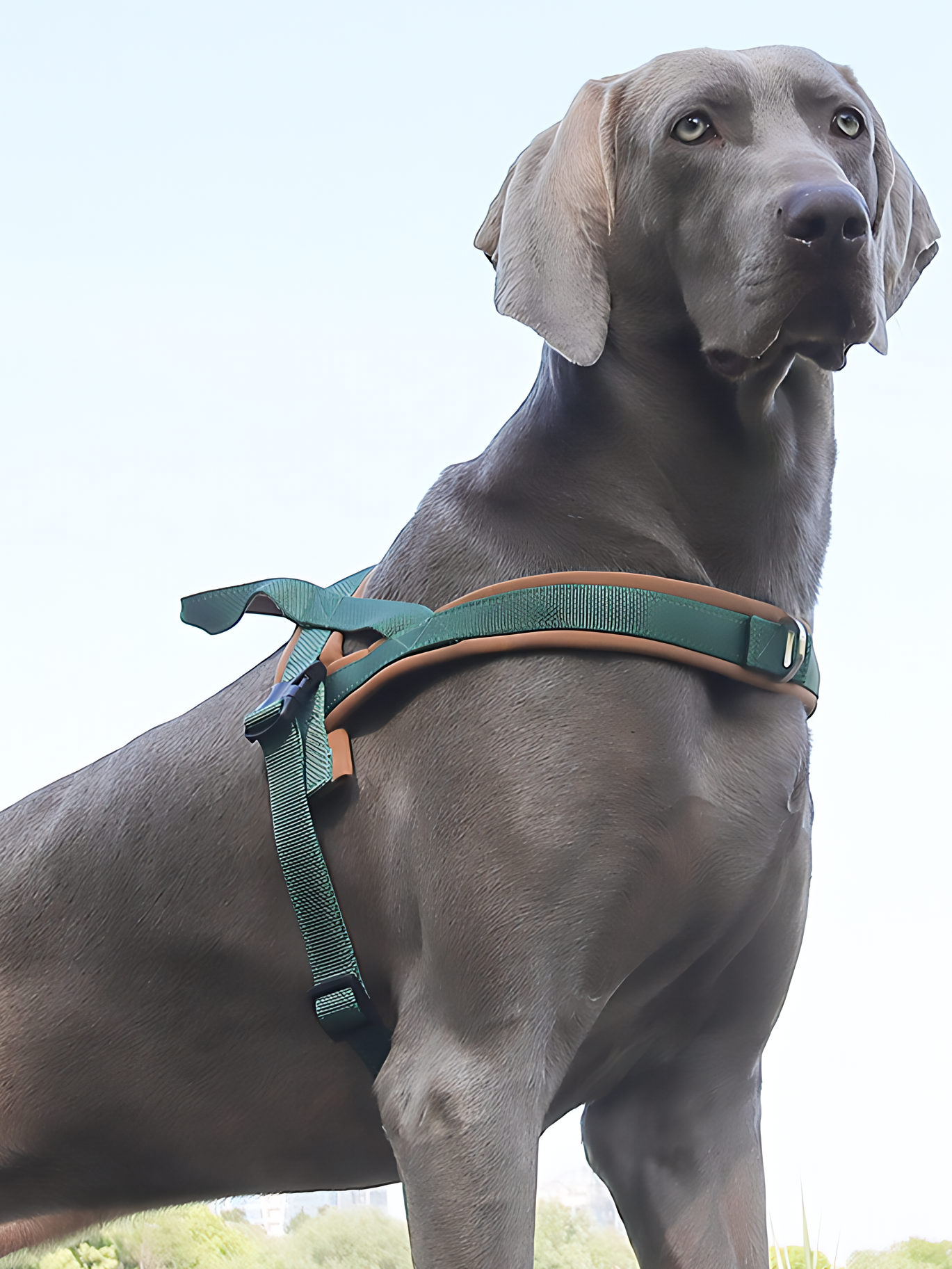Heavy Duty Tactical Dog T-Harness for Medium & Large Dogs (Mocha Green)