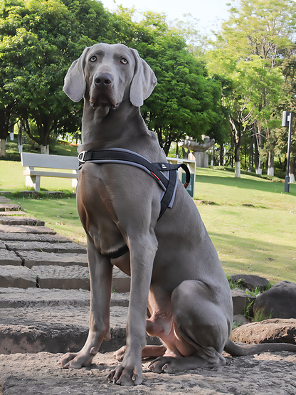 Heavy Duty Tactical Dog T-Harness for Medium & Large Dogs (Midnight Black)