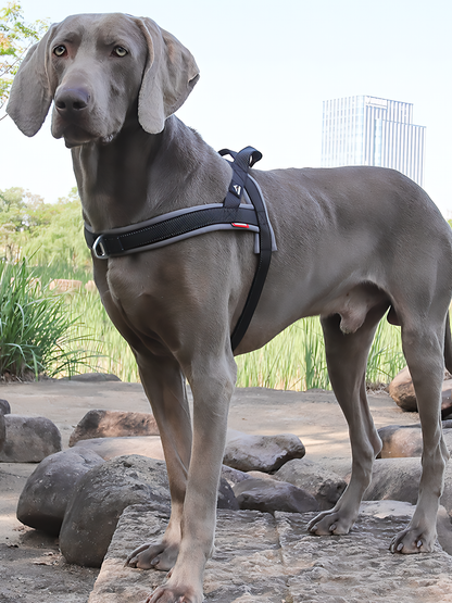 Heavy Duty Tactical Dog T-Harness for Medium & Large Dogs (Midnight Black)