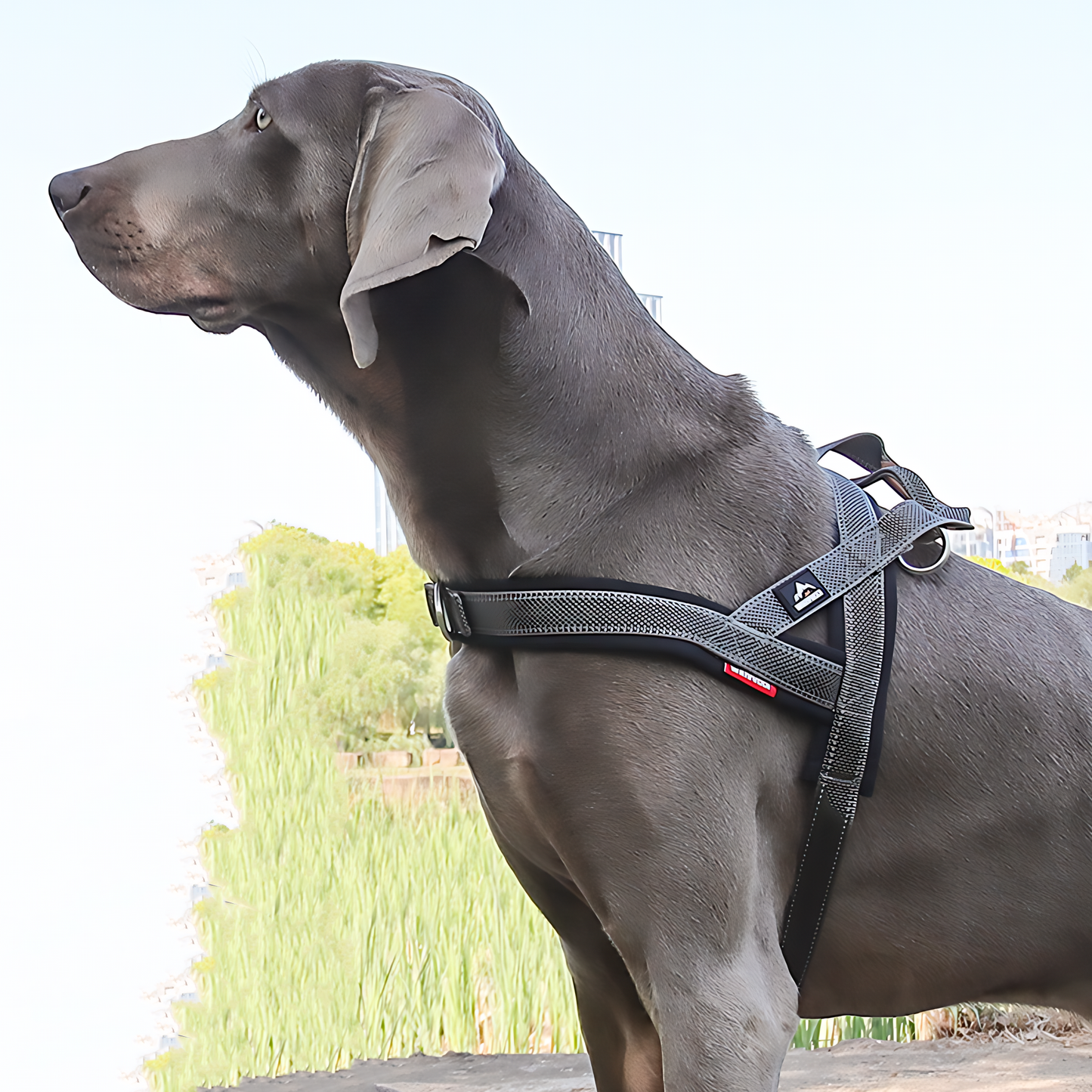 Heavy Duty Tactical Dog T-Harness for Medium & Large Dogs (Galaxy Gray)