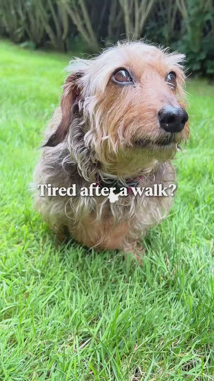 Breathable Canvas Dog Carrier Backpack, Forward Facing(Hibiscus Purple)
