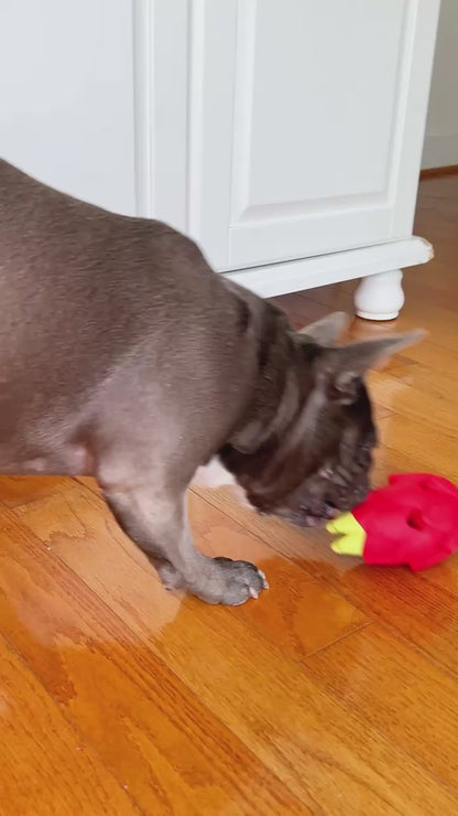 Dragon Fruit Chew & Treat Toy for Dogs