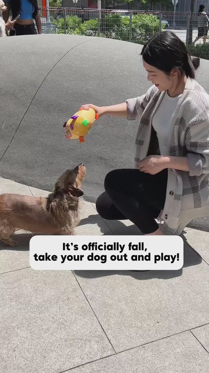 Blue Starry Bear Grab Tabs Ball Toy for Dogs
